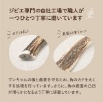 画像11: 天然鹿の角 (11)