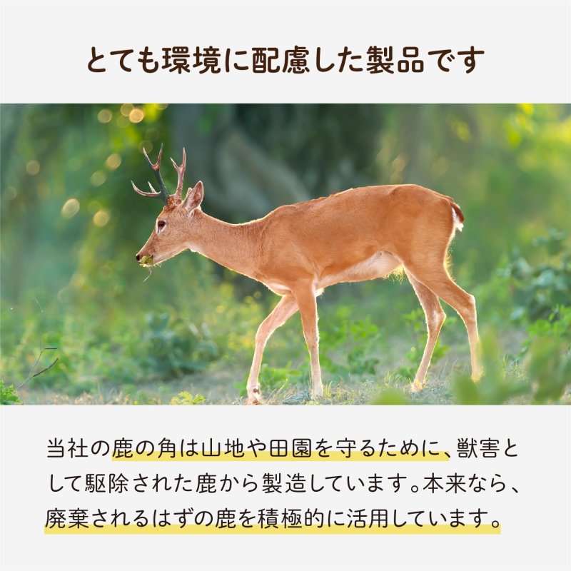 画像3: 天然鹿の角 (3)