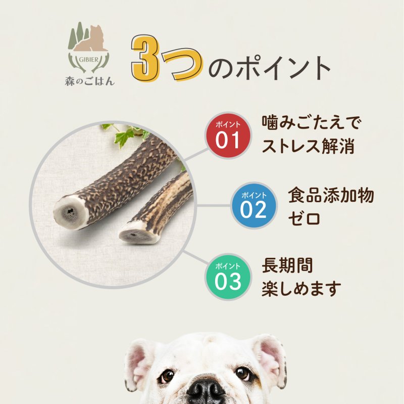 画像5: 天然鹿の角 (5)