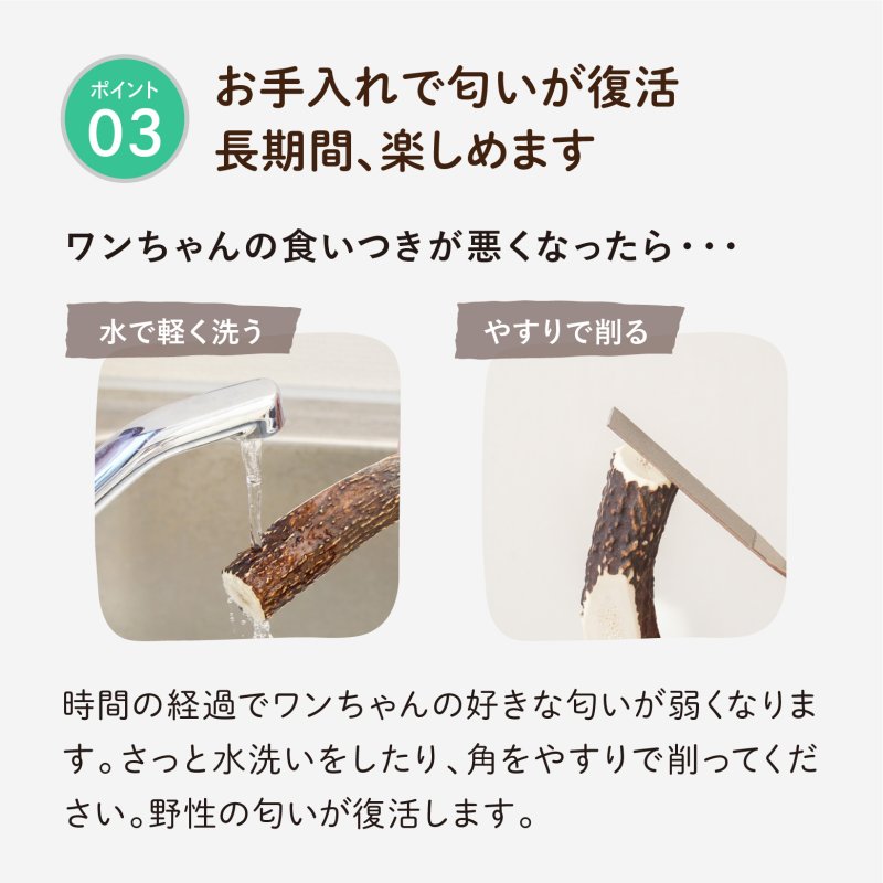 画像8: 天然鹿の角 (8)