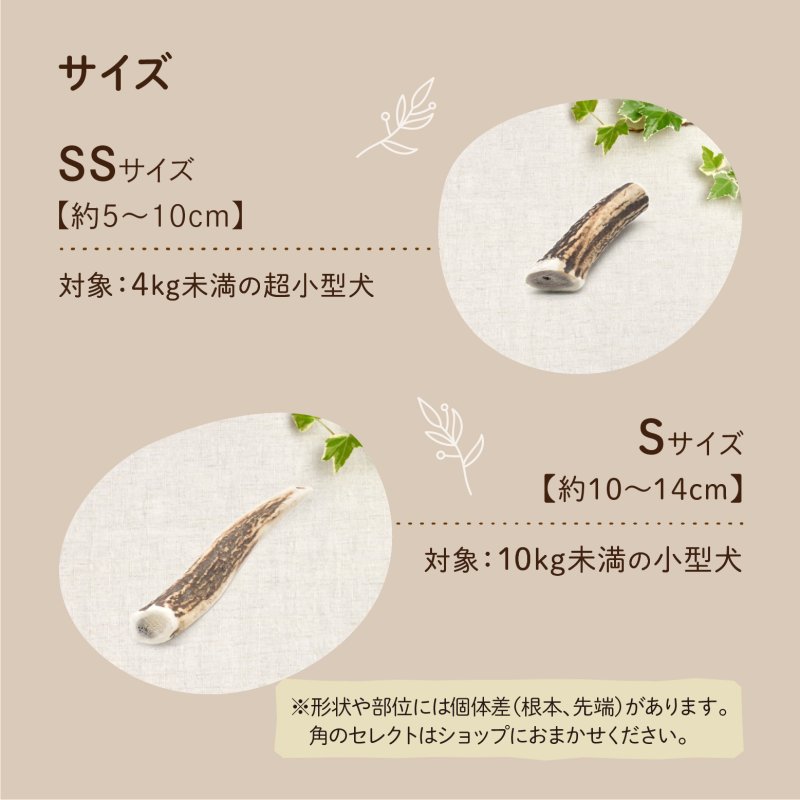 画像10: 天然鹿の角 (10)