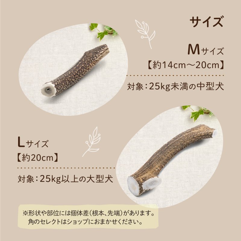 画像11: 天然鹿の角 (11)