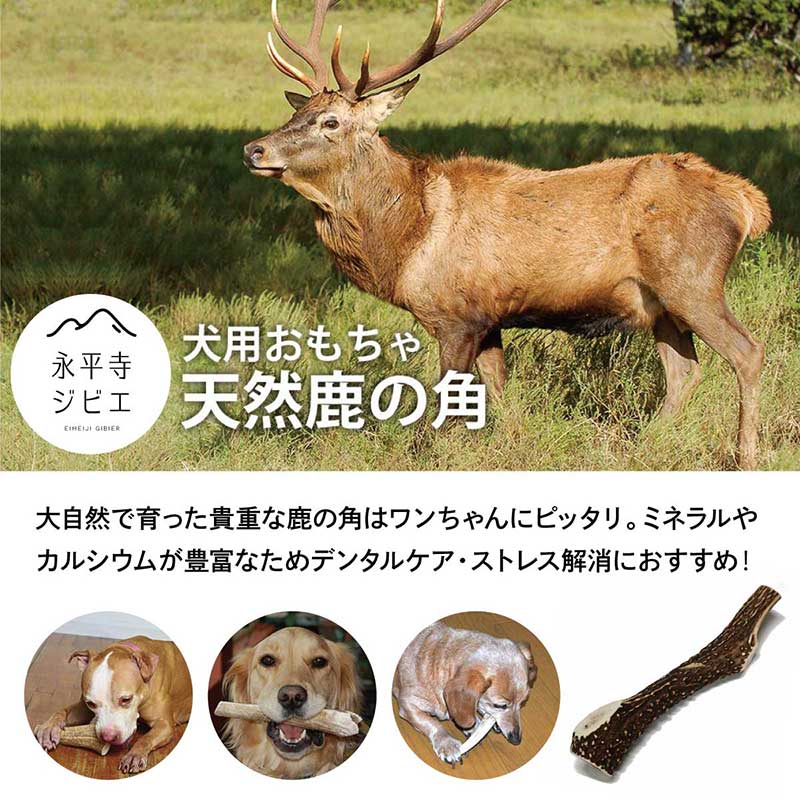 天然鹿の角 Sサイズ   永平寺ジビエ